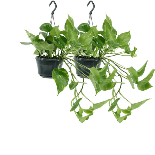 2x Epipremnum Aureum - Scindapsus - 25cm - ø15 Everspring