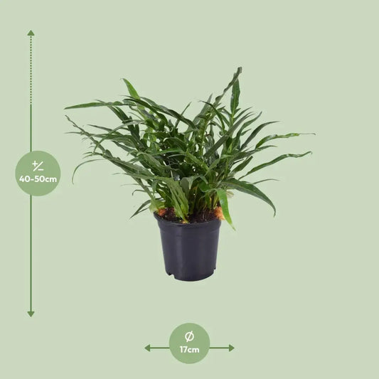 Aglaomorpha Coronans - Ø17cm - ↕45cm Everspring