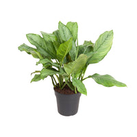Aglaonema B.J., Freedman - Ø24cm - ↕70cm - GREEN OASIS - SHOP