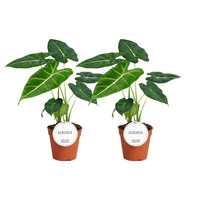 Alocasia Frydek - 2 pièces - Ø12cm - ↕35cm - GREEN OASIS - SHOP