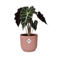 Alocasia ‘Polly’ en ELHO Vibes Fold 14 cm rose - GREEN OASIS - SHOP