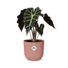 Alocasia ‘Polly’ en ELHO Vibes Fold 14 cm rose - GREEN OASIS - SHOP