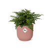 Asplenium Parvati + pot ELHO Vibes Fold 14 cm rose - GREEN OASIS - SHOP