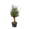 Bonsaï Olea Europaea - 250cm - Ø65 - GREEN OASIS - SHOP