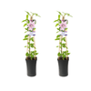 Clématite Nelly Moser - 2 pièces - Ø17cm - ↕75cm - GREEN OASIS - SHOP