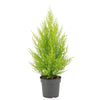Cupressus Macrocarpa Goldcrest Wilma - Ø14cm - ↕55cm - GREEN OASIS - SHOP