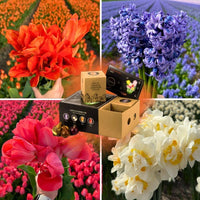 🌸 Dutch Flower Mix – IDEE CADEAU! Boîte de Luxe Moyenne, 40 Bulbes pour 1 m² de Fleurs Hollandaises – Taille 12+ - GREEN OASIS - SHOP