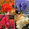 🌸 Dutch Flower Mix – IDEE CADEAU! Boîte de Luxe Moyenne, 40 Bulbes pour 1 m² de Fleurs Hollandaises – Taille 12+ - GREEN OASIS - SHOP