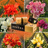 🌷 Dutch Tulip Mix – IDEE CADEAU! Boîte de Luxe Grande, 90 Bulbes pour 2,5 m² de Fleurs Hollandaises – Taille 12+ - GREEN OASIS - SHOP