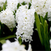 🌼 Early Spring Tulipes, Narcisses et Crocus – 30 Bulbes pour un Jardin Printanier Coloré - GREEN OASIS - SHOP