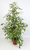 Ficus Benjamina Golden King - Ø 21 cm - ↕ 100 cm - GREEN OASIS - SHOP