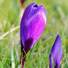 🌷 Flower Record Crocus violettes – 20 Bulbes à Fleurs – Taille 8+ - GREEN OASIS - SHOP