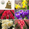 🌼 Flowerbulbs Amsterdam – Mélange Sauvage Durable – Pack Éco de 50 Bulbes pour 1 m² de Fleurs Vivaces et Naturelles - GREEN OASIS - SHOP