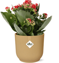 Kalanchoe Rosalina Don Justino Rood + Pot ELHO Vibes Fold 14 cm jaune - GREEN OASIS - SHOP