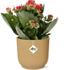 Kalanchoe Rosalina Don Justino Rood + Pot ELHO Vibes Fold 14 cm jaune - GREEN OASIS - SHOP
