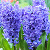 🌸 Mélange de bulbes bleu et Violet – 30 Bulbes à Fleurs pour un Jardin Éclatant - GREEN OASIS - SHOP