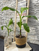 Musa Basjoo - Ø15cm - ↕50cm - GREEN OASIS - SHOP