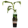 Musa Basjoo - Ø15cm - ↕50cm - GREEN OASIS - SHOP