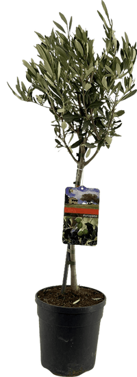 Olea Europaea