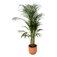 Palmier d'Arec - ↨110cm - Ø21cm + Pot Elho Vibes Fold rond rose D22xH20 - GREEN OASIS - SHOP