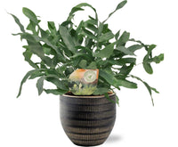 Phlebodium Blue Star - Ø12cm - ↕35cm + joli Pot D14x13cm - Noir - GREEN OASIS - SHOP