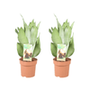Sansevieria Moonshine - 2 pièces - Ø14cm - ↕40cm - GREEN OASIS - SHOP
