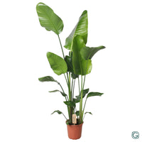 Strelitzia Nicolai 130cm - Ø21cm - ↕130cm - GREEN OASIS - SHOP