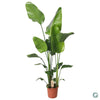 Strelitzia Nicolai 130cm - Ø21cm - ↕130cm - GREEN OASIS - SHOP
