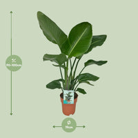 Strelitzia Nicolai - Oiseau de Paradis - Ø19cm - ↕90cm - GREEN OASIS - SHOP
