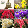 🌼 Super Lasting Wild Mix – Pack Économique Durable, 100 Bulbes pour 2,5 m² de Fleurs Sauvages Éblouissantes - GREEN OASIS - SHOP