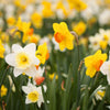 🌼 Super Narcissus Mix – Pack Économique Durable, 100 Bulbes pour 2,5 m² de Fleurs de Narcisses – Taille 12/14 - GREEN OASIS - SHOP