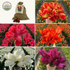 Super Tulip Mix - Paquet économique, 100 bulbes à fleurs - GREEN OASIS - SHOP