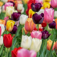 Super Tulip Mix - Paquet économique, 50 bulbes à fleurs - GREEN OASIS - SHOP