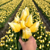 🌼 Sweetheart tulipes bicolores – 15 Bulbes à Fleurs – Taille 12+ - GREEN OASIS - SHOP