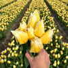 🌼 Sweetheart tulipes bicolores – 15 Bulbes à Fleurs – Taille 12+ - GREEN OASIS - SHOP