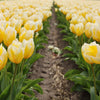 🌼 Sweetheart tulipes bicolores – 15 Bulbes à Fleurs – Taille 12+ - GREEN OASIS - SHOP