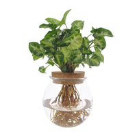 Syngonium Pixie - Ø12cm - ↕30cm - GREEN OASIS - SHOP Plantes vertes originales livrées à votre domicile