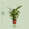 Spathiphyllum Bingo Cupido - Ø19cm - ↕80cm Everspring