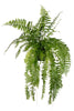 Nephrolepis Macho - Ø20cm - ↕100cm Everspring