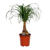 Beaucarnea Nolina - Ø19cm - ↕60cm Everspring