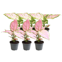 6x Mélange d'Aglaonema Everspring