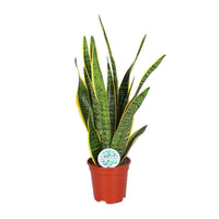 Sansevieria Trifasciata Laurentii - Ø17cm - ↕60cm Everspring