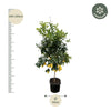 Calamondin (Citrus mitis) 200cm - ø40 Everspring