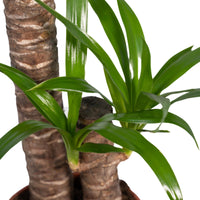 Yucca Elephantipes - Ø17cm - ↕85cm Everspring