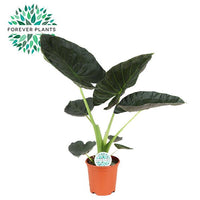 L’Alocasia Regal Shield - Ø21cm - ↕90cm Everspring