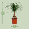 Beaucarnea Nolina - Ø19cm - ↕60cm Everspring