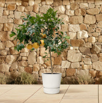 Citrus Pompelmo - 150 cm - ø40 Everspring