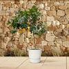 Citrus Pompelmo - 150 cm - ø40 Everspring
