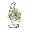 Tillandsia King Xéro - Ø12cm - ↕23cm Everspring
