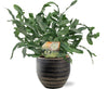Phlebodium Blue Star - Ø12cm - ↕35cm + joli Pot D14x13cm - Noir Everspring